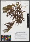 Foto von Salix alba L.